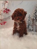 Zwergpudel & Toypudel in 66901