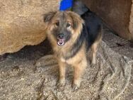 Schäferhundmix Paddington - München