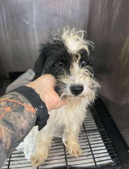 B719 gerettete Welpin - Neuberg