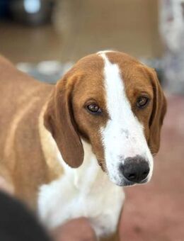 Selma Mix Hündin ca. 2,5 Jahre alt in GR - Reutlingen