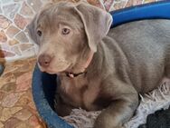 Reinrassige Labradorwelpen in Silber suchen ihr Zuhause im Glück