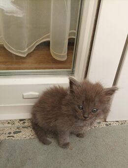 Katzenbabys NWK und Siam Mix - Wesseling