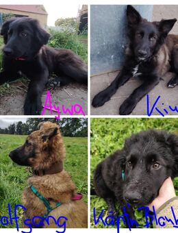 Harzer Fuchs x altdeutscher Schäferhund Mix Welpen - Rosenau