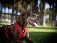 Choco sucht eine Pflegestelle - Hamburg