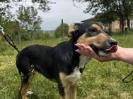 Kleiner Wirbelwind LILLY mit riesigen ♥️ - München
