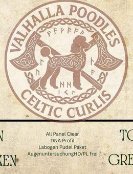 Großpudel Welpen braun - Hohenlockstedt