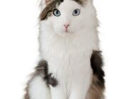 Maine Coon Polydactryl Kater mit blauen Augen - Großmehring