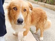 Brando - Im Canile - - Bad Vilbel