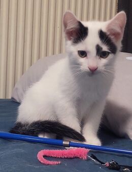 1 Süße Babykatzen abzugeben - Bielefeld