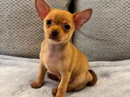 Chihuahua Welpe (m.) sucht liebevolles zu Hause - Berlin