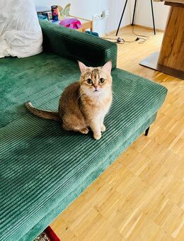 Bkh Katze und Kater - Hamburg