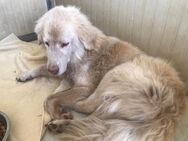 Geben Sie Senior Rocky eine Chance? - Neuss