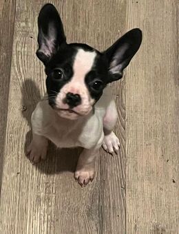 Französische Bulldoggen Welpen Retro - Kloster Lehnin