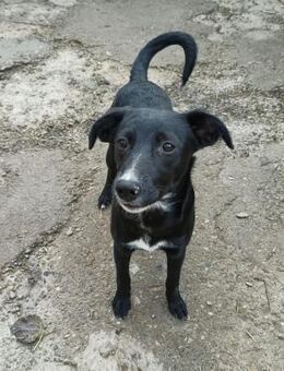 Jamie, toller kleiner Rüde - Lindenberg (Rheinland-Pfalz)