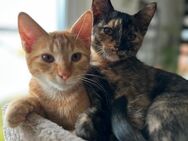 Geschwister katzen - Ingelheim (Rhein)