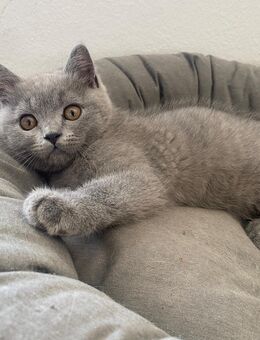Bkh Kitten - Rüthen Zentrum