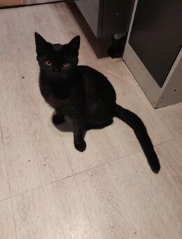 Junger, schwarzer Kater, EKH - Kirchen (Sieg) Zentrum