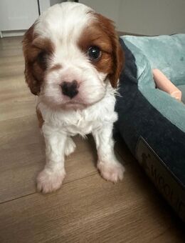 Cavalier King Charles Spaniel Welpen - Hagen (Stadt der FernUniversität) Vorhalle