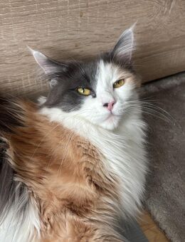 Main Coon mix - Berlin Lichtenberg