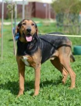 Amond❤️sucht Pflege- oder Endstelle - Rott (Inn)