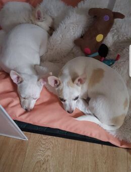 Chihuahua Pomchi Welpen Rüde - Gumperda