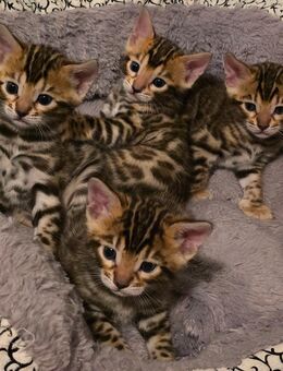 Bengal Kitten / Bengalkitten - Duisburg