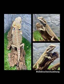 No.1 Citrus Red Blue Bartagamen female (pogona vitticeps) NZ 4/2025 - Hamburg Wandsbek
