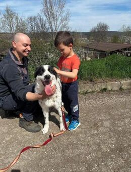 🆘Sehr gelehriger sozialer JACKSON🆘🆘🆘 - München