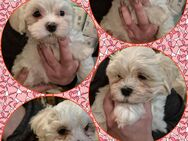 Malteser-Havaneser Puppys - Ostercappeln