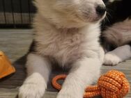 Australian Shepherd Welpen - Kemnath