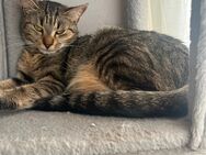 Katze Beba sucht neues zu Hause - München Allach-Untermenzing