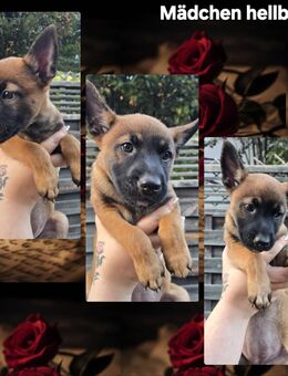 Wunderschöne belgische Schäferhunde - Leutershausen