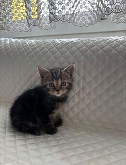BKH kitten noch zwei - Essen