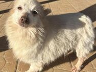 🩵Muffin🩵 7-jährige Spitzmischling - Kassel