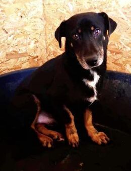 Pelle sucht verständnisvolle Menschen - Koblenz