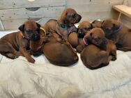 Rhodesian Ridgeback Welpen - Emstek