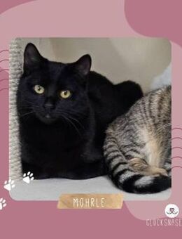 Kater Mohrle möchte Deine Welt erobern - Lalendorf