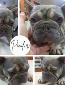 PINDUR PP Kuschelmaus sucht Körbchen - Neustadt (Rübenberge)