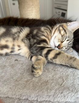 Maine Coon Mix Kitten - Magdeburg