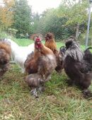 Geschäftspartner/in gesucht: Einzigartiges Teambuilding mit Hühnern in 52511