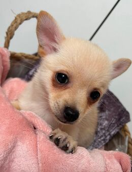Chihuahua Zwergspitz (Pomchi) Welpen - Namborn
