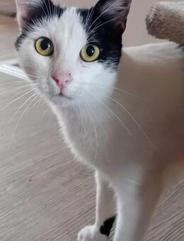 LARA, w., kastr., EHK, geb. 12/2023 - Kronach