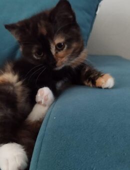 2 bkh mix kitten - Wassenberg