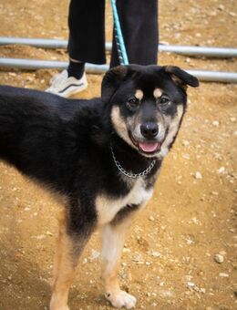Hübscher Naon sucht ein Zuhause! ♥ - Ebstorf (Klosterflecken)