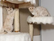 2 reinrassige Maine Coon Kater