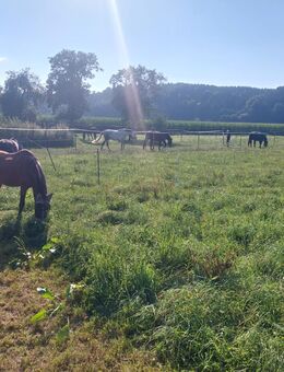 Renterplatz Ruhestandspferde Offenstall Pferdepension Stall Frei - Hochdorf (Regierungsbezirk Tübingen)