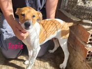 Izzie Junghündin sucht Kissen 02/25 ESP - Ruppertsecken