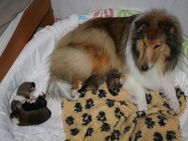 Colliewelpen aus VDH-Zucht - Vollmersweiler