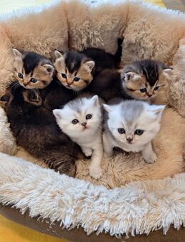 BKH Reinrassige Kitten. - Ingolstadt