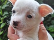Chihuahua Welpen reinrassig 1. Rüden kurzhaar weiß - Duisburg